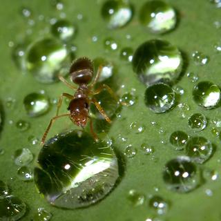 Les fourmis résistent remarquablement bien à l'immersion, selon l'étude. [AP Photo/Great Falls Tribune - Robin Loznak]