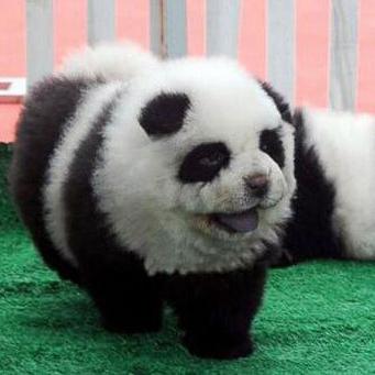 Un exemple de chien panda. [DR]