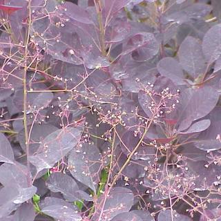 Feuillage de Cotinus coggygria. [CC BY-SA 3.0 - Kurt Stüber]