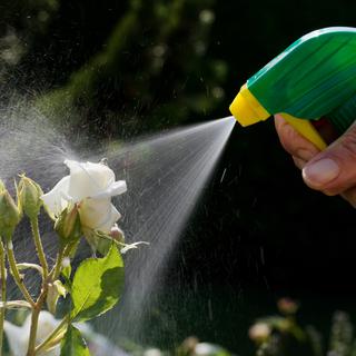 Traiter ses fleurs avec un pesticide: une scène bientôt interdite en France. [Gina Sanders]