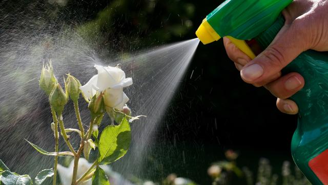 Traiter ses fleurs avec un pesticide: une scène bientôt interdite en France. [Gina Sanders]