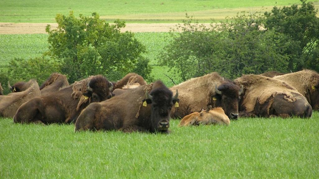 Les bisons de Boncourt. [Gaël Klein]