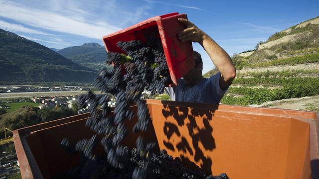 Les prix de la vendange 2014 seront augmentés par la cave Provins. [Jean-Christophe Bott]