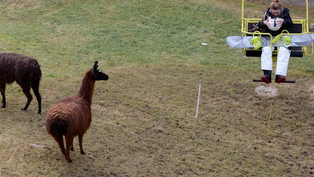 Pour l'heure, ce sont les lamas qui profitent toujours des pistes de ski, comme ici à Andermatt (UR) la semaine dernière. [Urs Flueeler]