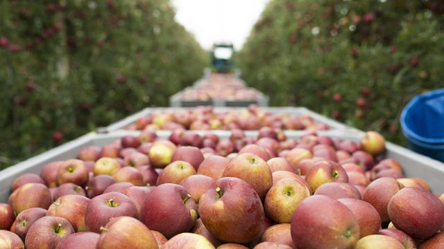Les importations de pommes suisses en Russie seraient 400 fois supérieures aujourd'hui par rapport à la période avant l'embargo. [Gian Ehrenzeller]