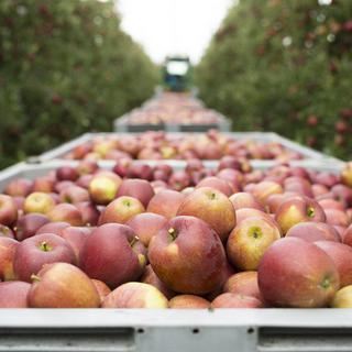 Les importations de pommes suisses en Russie seraient 400 fois supérieures aujourd'hui par rapport à la période avant l'embargo. [Gian Ehrenzeller]