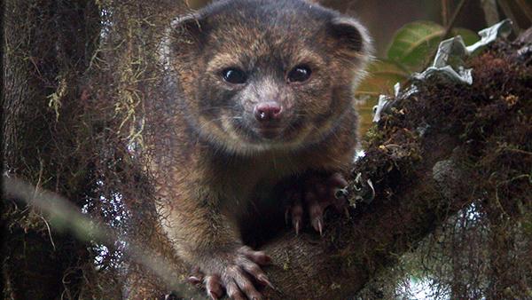 L'olinguito est un drôle d'animal, un mélange du chat et l'ours qui vit dans les forêts de Colombie et d'Equateur. Il s'agit du premier mammifère carnivore découvert à l'ouest du méridien de Greenwich depuis 35 ans. [esf.edu]