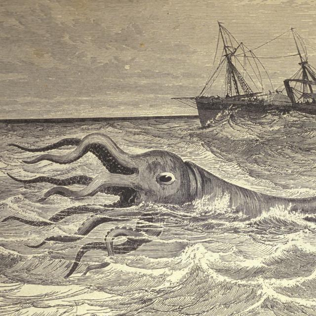 Depuis l'Antiquité, le calmar géant fascine les marins. [AFP - Tristan Lafranchis]