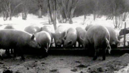 Des cochons en liberté dans la neige: quelle vie saine! [RTS]