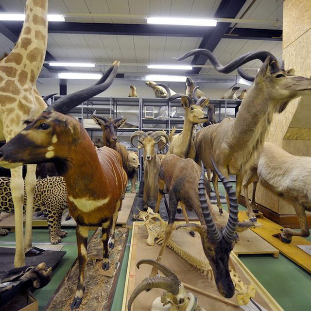 Des animaux empaillés, dans un entrepôt du Musée de Zoologie. [Dominic Favre]