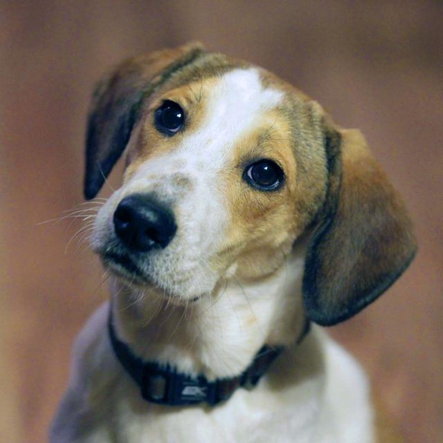 Sooam Biotech est la seule société au monde à offrir un service commercial de clonage de chiens. [Julio Cortez - AP Photo]