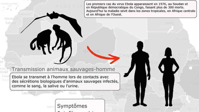 Mode de transmission, symptômes et traitements, découvrez les principales caractéristiques du virus Ebola.