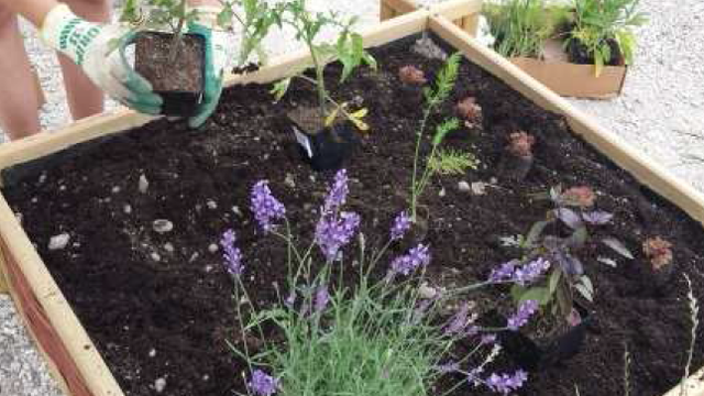 Apprenez à associer les plantons au potager. [Xavier Bloch]