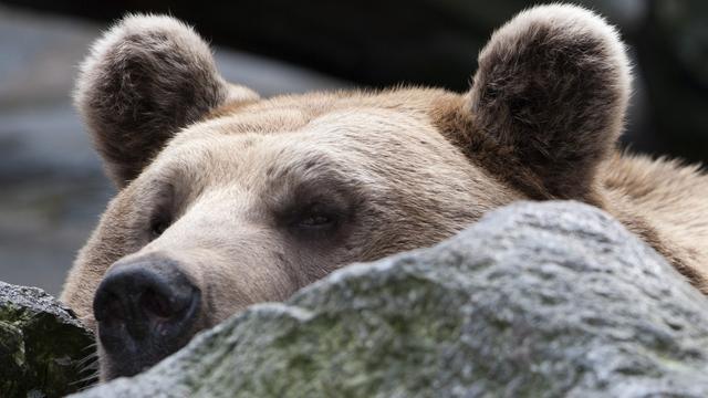 L'ours Martin vit au zoo vaudois de Servion depuis neuf ans.