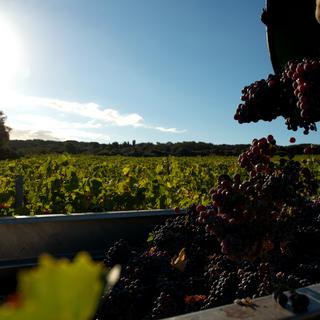 La France est redevenue le premier producteur mondial de vin, selon l'OIV. [Jean Harixcalde]