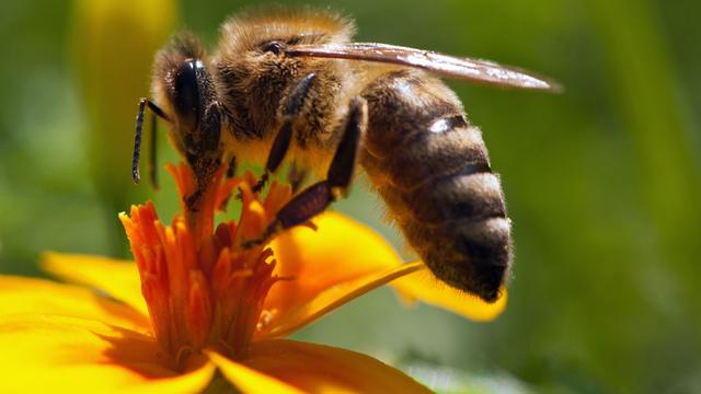 Où les piqûres d’abeilles font-elles le plus mal ? [gotoole]