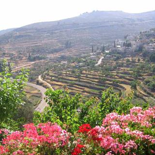 En Palestine, le paysage culturel du sud de Jérusalem, un pays d'olives et de vignes cultivées en terrasse, a été inscrit sur la liste du patrimoine en péril. [© Jasmine Salachas/Centre for Cultural Heritage Preservation]