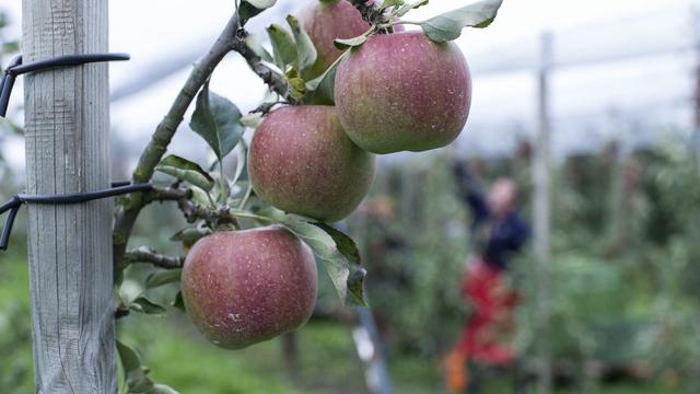 Les quantités de pommes suisses exportées vers la Russie restent marginales. [Gian Ehrenzeller]