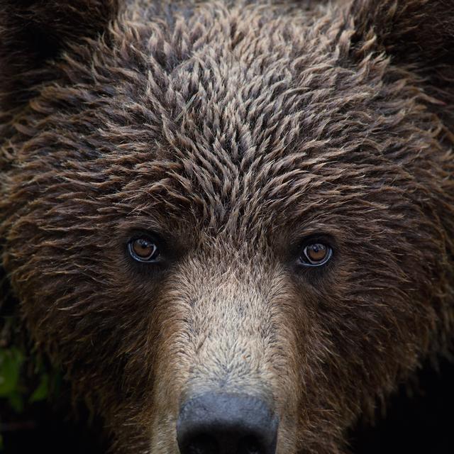 Durant une vingtaine d'années, Jacques Ioset a observé les ours dans une forêt des Balkans. [Jacques Ioset]