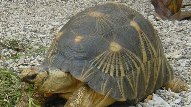 Les tortues étoilées sont considérées par les amateurs comme les plus belles de la planète et peuvent se vendre 10'000 dollars, selon les spécialistes.