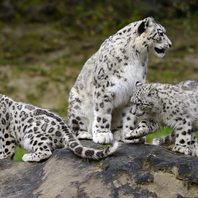 La mère léopard des neiges Dshamilia et ses deux petits Okara et Orya, attractions du zoo de Zurich. [Keystone - Steffen Schmidt]