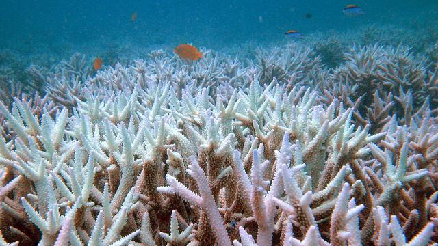 La barrière de corail est menacée en Australie. [AP/University of Queensland/Keystone - Ove Hoegh-Guldberg]