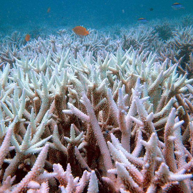 La barrière de corail est menacée en Australie. [AP/University of Queensland/Keystone - Ove Hoegh-Guldberg]