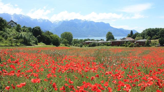 Champ de coquelicots à Chailly et vue sur le Léman, à 14h30. [Aileen Ryan]