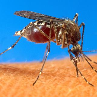 Le virus du chikungunya gagne du terrain en Europe. [KEYSTONE - UNCREDITED]