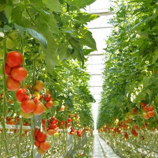 Des tomates sont cultivées avec le recours à l'aquaponie.
Leonidovich
Fotolia [Leonidovich]