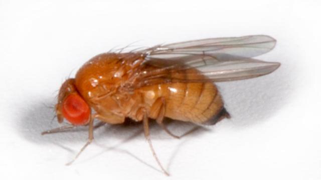 La Drosophila suzukii, ou mouche du cerisier. [Phycus / Creative Commons]