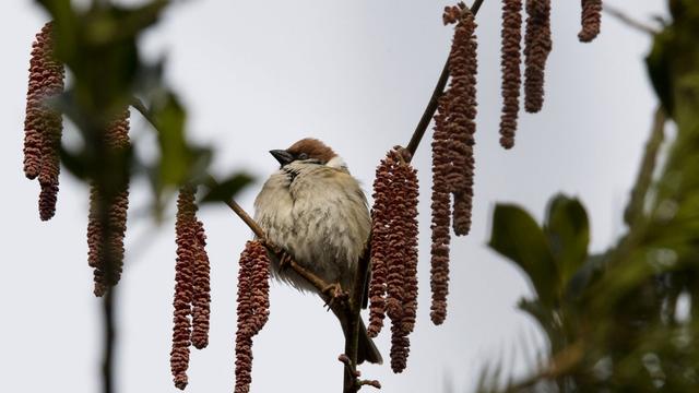 Certaines espèces d'oiseaux européens, comme le moineau, ont perdu près de 90% de leur population en 30 ans. [Sigi Tischler]