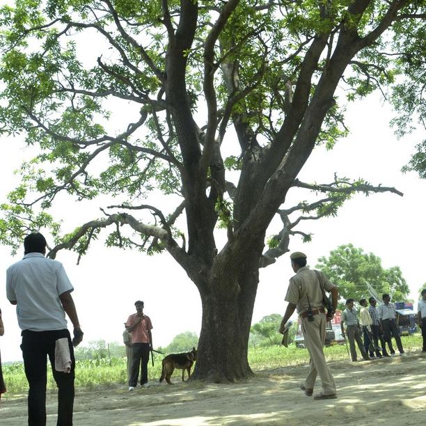 La police surveille l'arbre où les deux jeunes filles ont été retrouvées pendues. [Rajeev Pal]