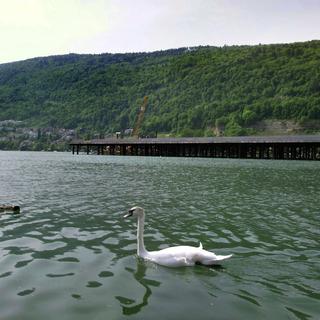 Le projet d'urbanisation AggloLac qui doit voir le jour sur l'ancien site d'Expo.02 entre Bienne et Nidau. [Gaetan Bally]