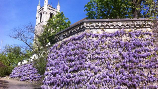 Mur de l'église Saint-Martin en fleurs. [Sylvia Isch]