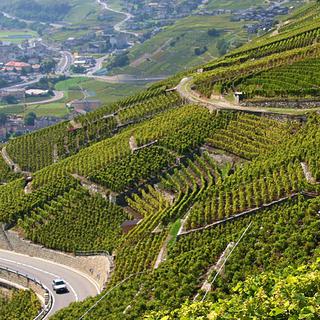 Le vignoble en terrasse au-dessus de Martigny sera restauré pour 12 millions de francs au total. [Jean Saint-Martin]