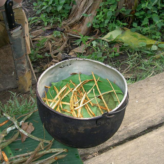 Préparation de l'ayahuasca. [CC BY SA - Terpsichore]