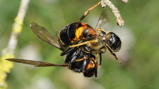 Un frelon asiatique en train de piquer une abeille. [Biosphoto/Michel Rauch]