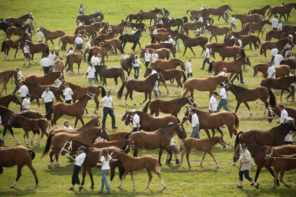 La parade des chevaux du dimanche est un des grands moments de la manifestation (image d'archives). [KEYSTONE - Sandro Campardo]