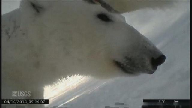 Les quatre ourses polaires équipées de caméras évoluaient en mer de Beaufort à Prudhoe Bay, dans le nord de l'Alaska. [USGS]