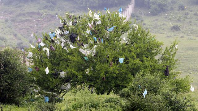 Emportés par le vent, les sacs en plastique s'accrochent aux branches des arbres comme ici près d'une décharge aux abords d'Alger. [Louafi Larbi]