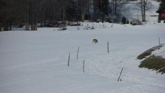 Le loup [Claude-Alain Depallens]