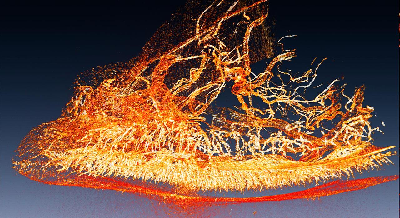 Une reconstruction tomographique de la lumière produite par les lucioles. [©2014 G. Margaritondo/EPFL]