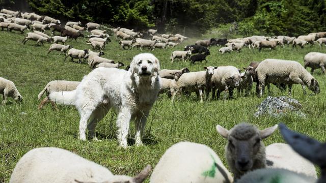 A défaut de chien (comme ici un Patou, chien de protection des moutons), un civiliste a été engagé pour les compter et les protéger dans le Haut-Valais. [Jean-Christophe Bott]