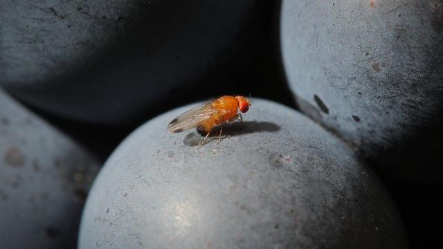 La drosophile suzukii s'attaque à tous les fruits à chair tendre, dont le raisin. [EPA/Fredrik von Erichsen]