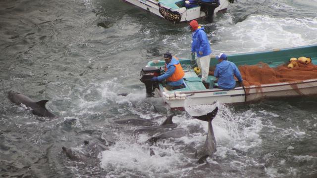 Le dauphin continue d'être pêché au Japon. [AP/Sea Shepherd Conservation Society/Keystone]