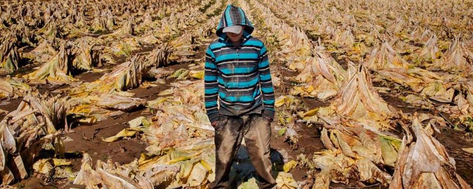 Des enfants travaillent dans des champs de tabac au péril de leur santé aux Etats-Unis. [Human Rights Watch]