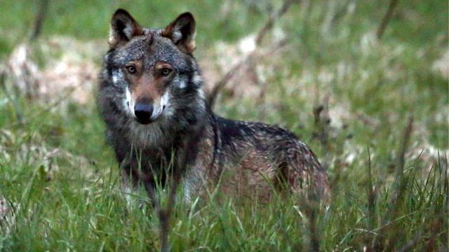 Loup: 25 à 30 individus en Suisse - espèce protégée - autorisation de tir accordée si l'animal cause des dommages importants. [Marco Schmidt]