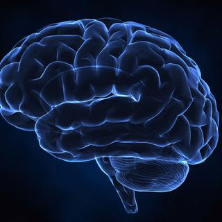 Des recherches sur le cerveau aurait découvert comment anticiper les choix d'une personne. [Fotolia - cliparea.com]