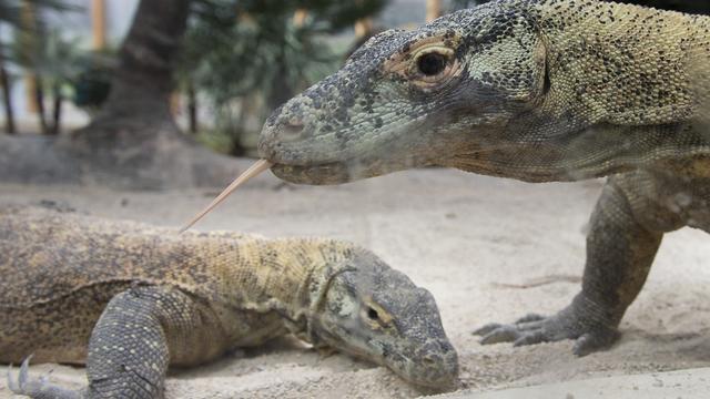 Des Dragons de Komodo au Tropiquarium de Servion. [Anthony Anex]